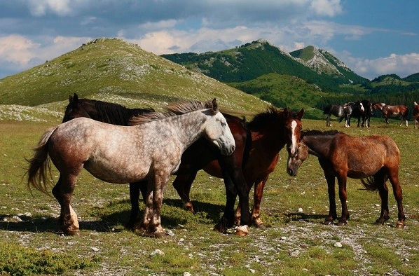 Exploring Italy’s Hidden Gem: Medieval Village & Mountain Horseback Adventures